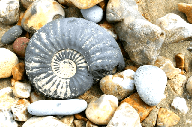 Jurassic Coast Fossil hunting