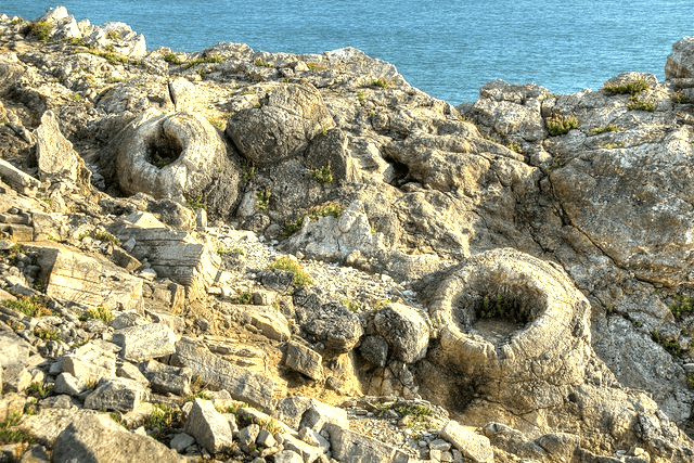 Lulworth Cove Fossil Forest