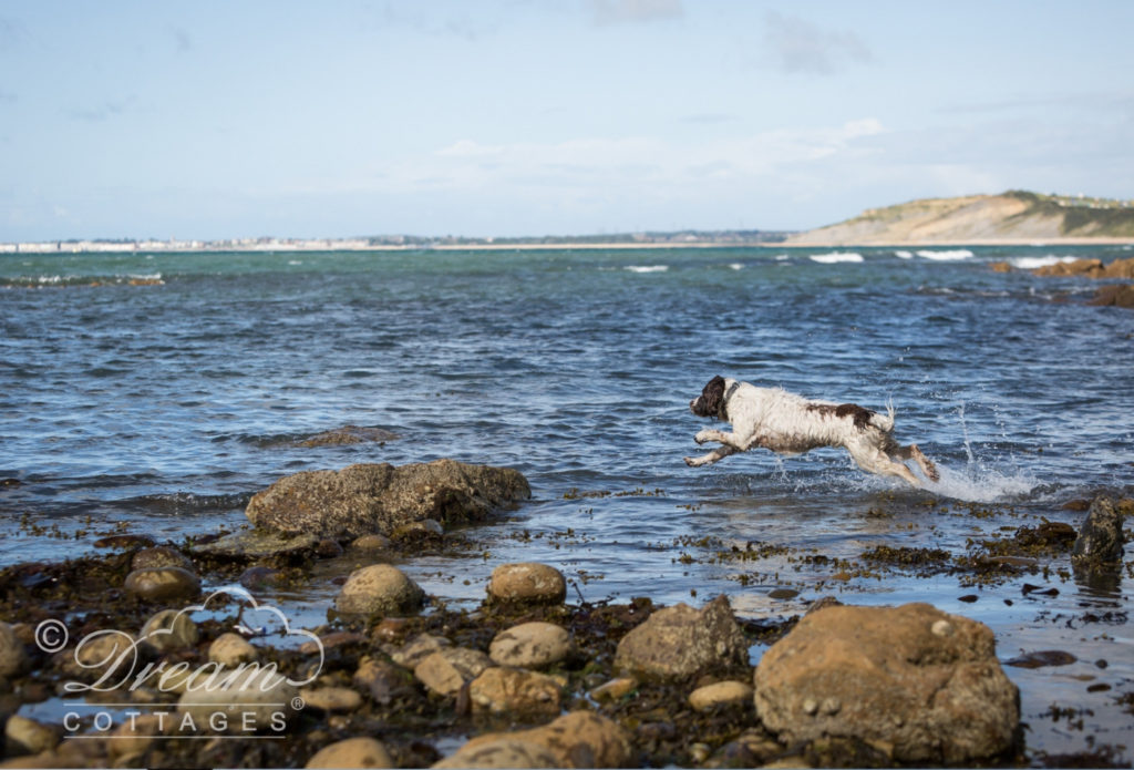 Dog friendly beaches in Dorset