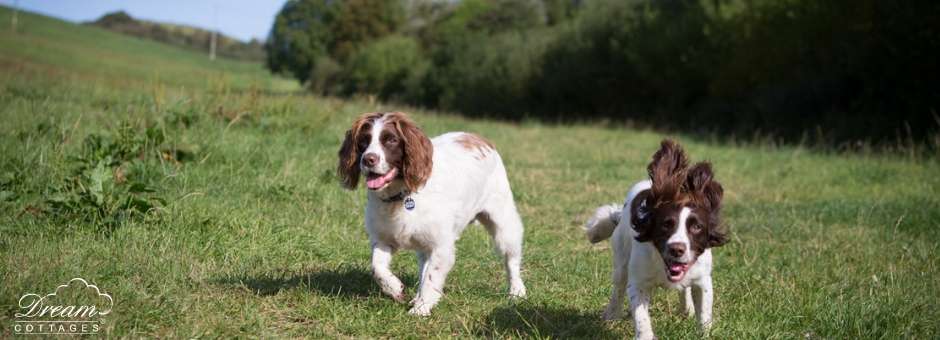 dog friendly pubs dorset coast