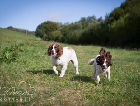 Springer Spaniels Running Through Field