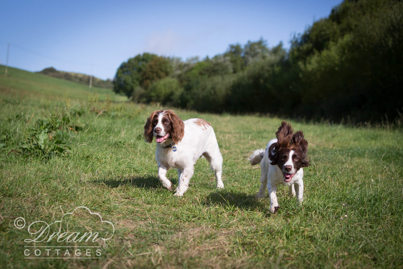 Springer Spaniels Running Through Field