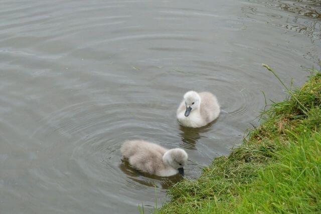 Cygnets at Abbotsbury Swannery in Abbotsbury