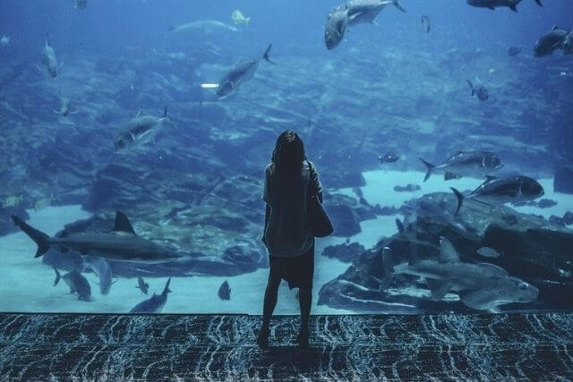 Child looking at fish in Aquarium in Dorset