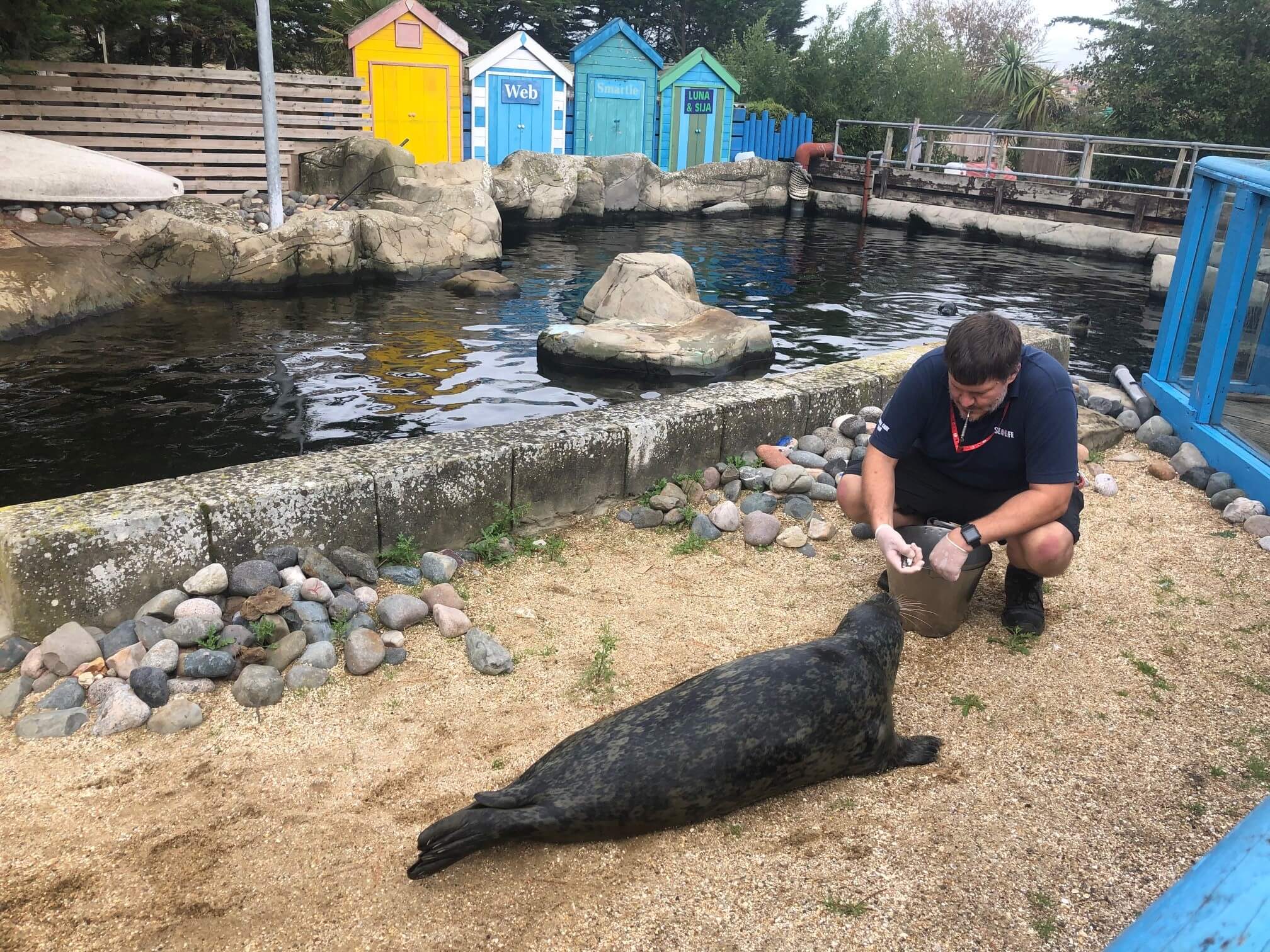Feeding seals at Weymouth SEA LIFE Adventure Park
