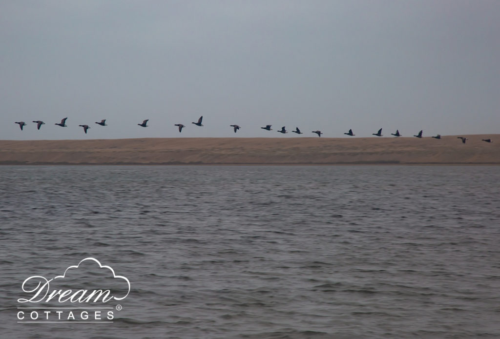 bird watching in dorset