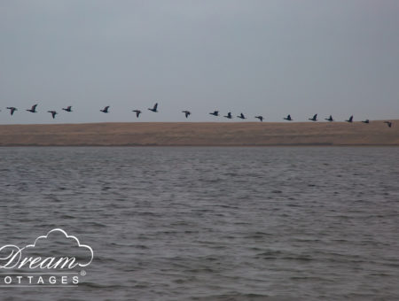 bird watching in dorset