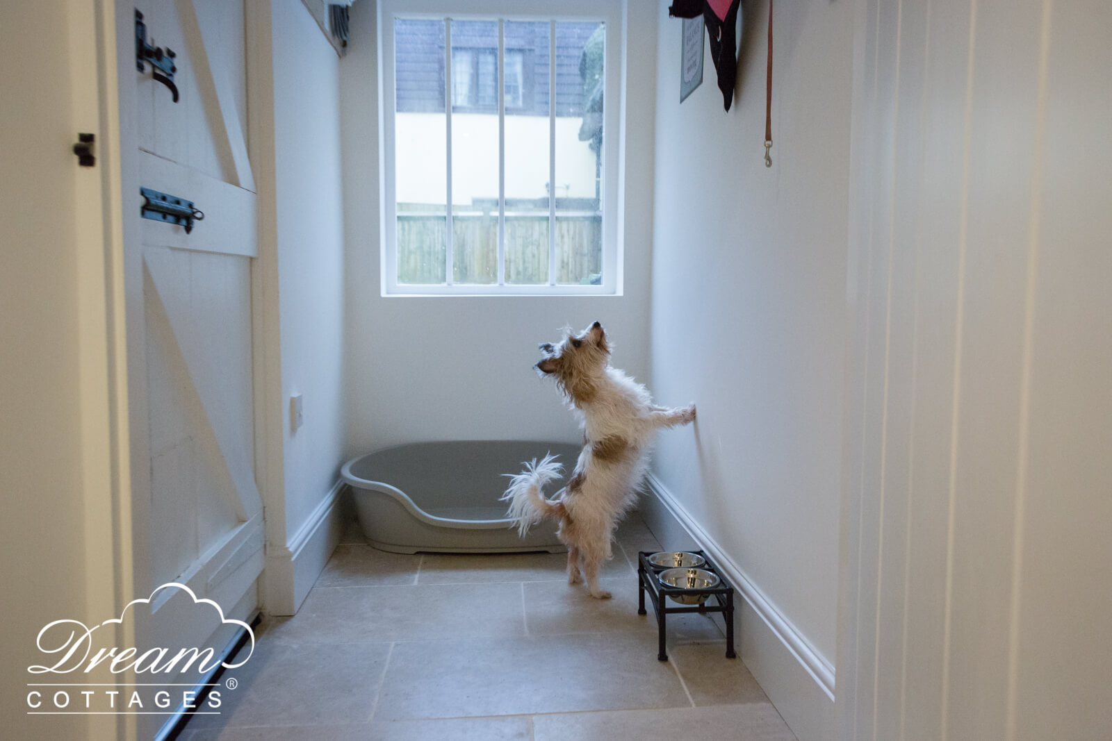 Dog in Maltings House