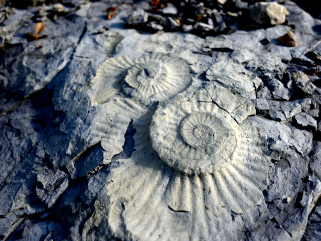Jurassic Coast Fossils