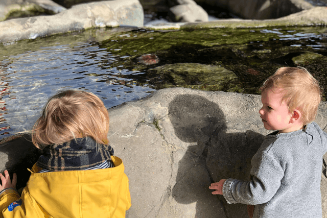 Rockpool at Weymouth SEA LIFE Adventure Park, Dorset