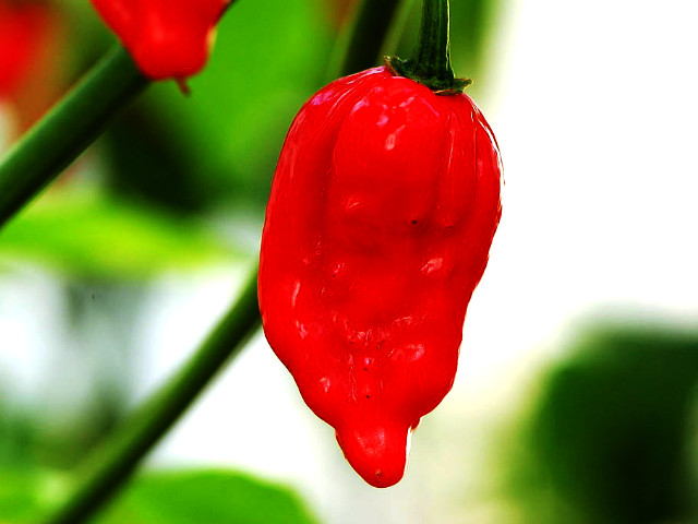 Dorset Naga Chilli