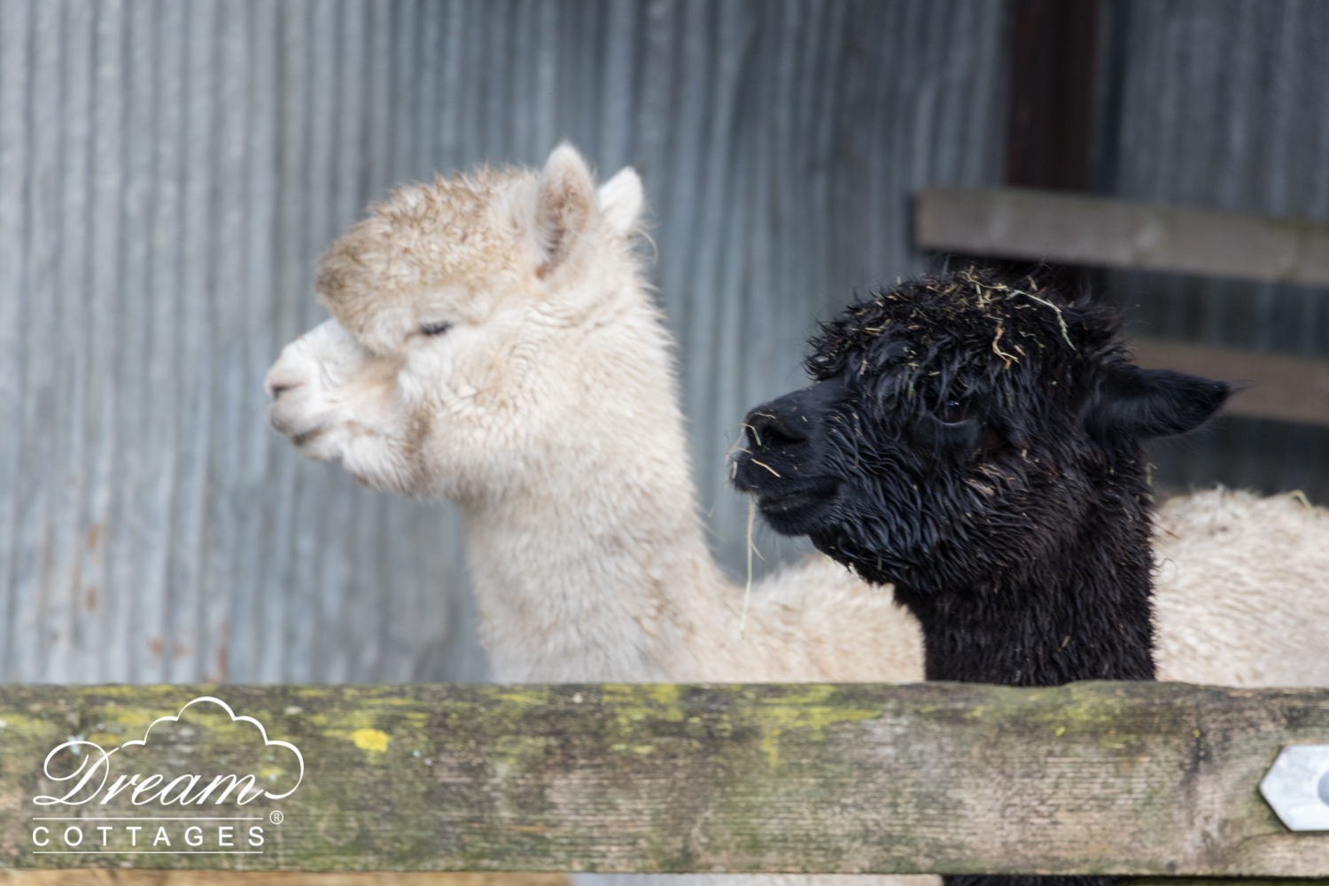 Alpaca Trek, Dorset