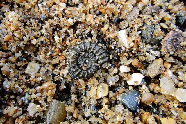 Charmouth Beach Fossils