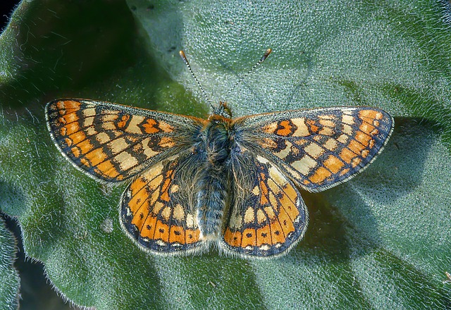 marsh fritillary butterfly