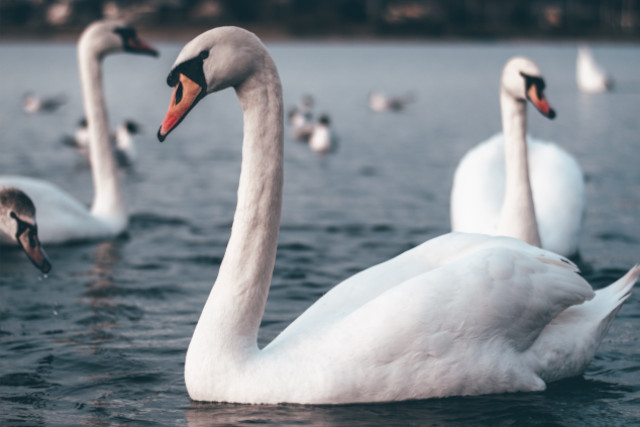 Abbotsbury Swannery