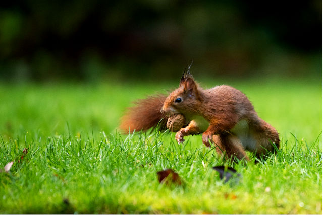 Brownsea Island