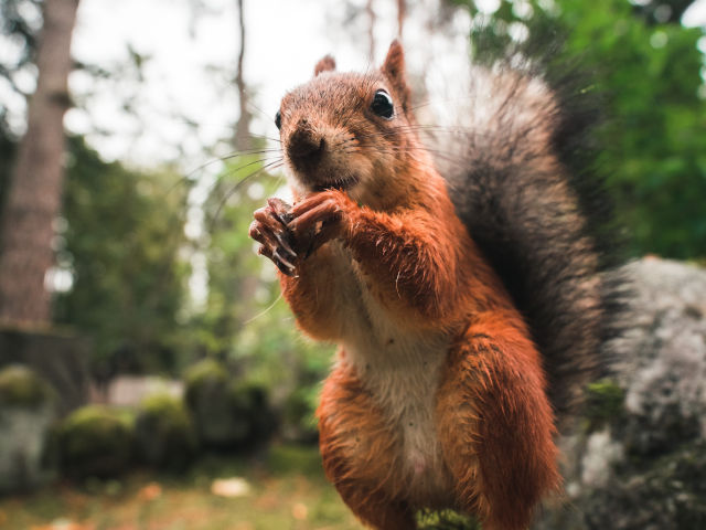 red squirrel on brownsea island