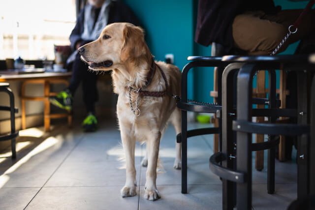 Cute dog in restaurant in Swanage