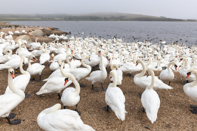 Abbotsbury Swannery