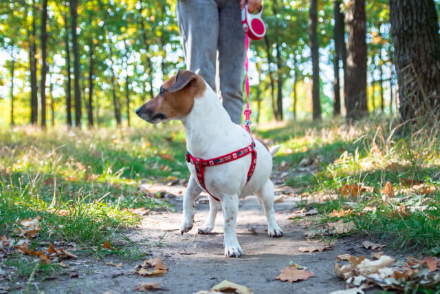 Dog on walk through Abbotsbury Garden