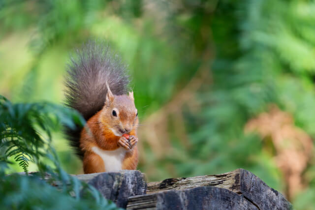 Brownsea Island red squirrel