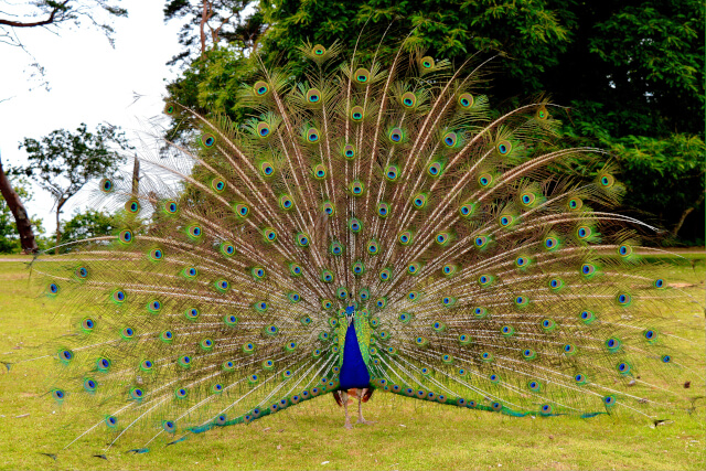 Peacock exploring National Trust Brownsea Island