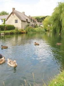 The duck pond 