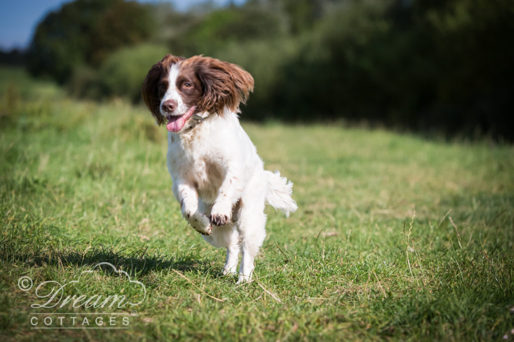 Dog friendly Dorset